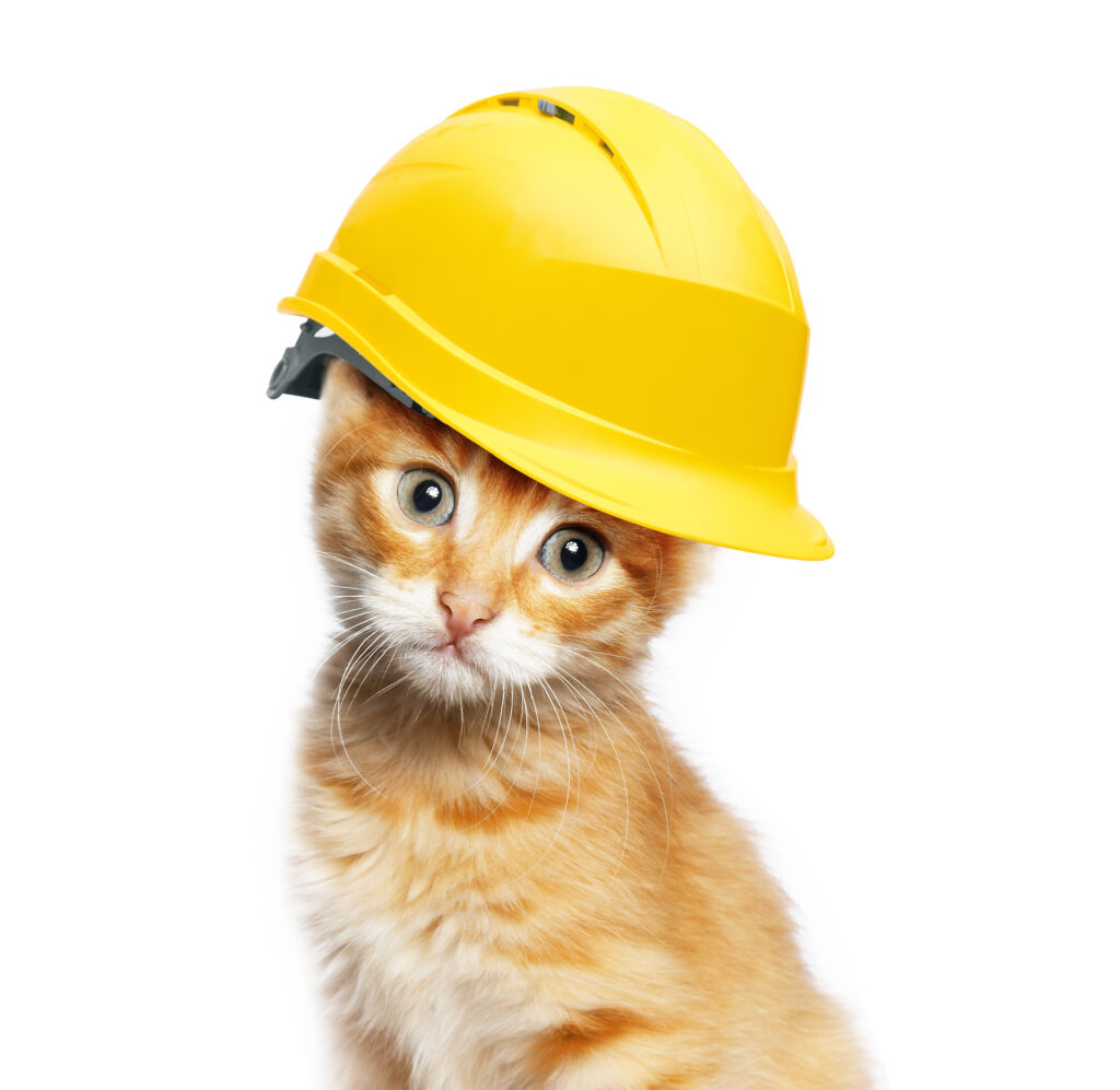 L’attribut alt de cette image est vide, son nom de fichier est Chaton-casque-de-chantier-1024x997.jpeg.